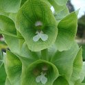 Molucella laevis fleur